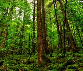 关于福州做供卵公立医院提供的卵子收费明细，哪家第三方试管机构靠谱！的信息