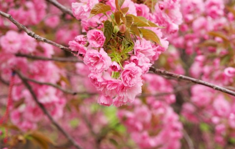 沈阳盛京试管成功率（沈阳盛京试管咨询电话）