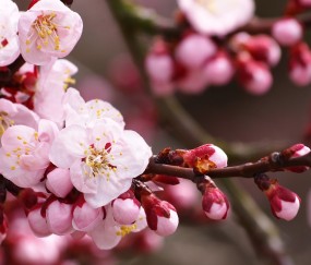 怀孕初期可吃牛奶饮食（怀孕初期可吃牛奶饮食吗）