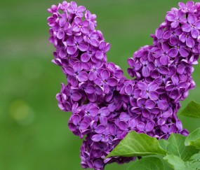 小孩发烧发了一晚上（小孩发烧烧一晚上有事吗）