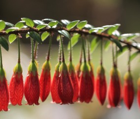 怀孕初期头晕会流产吗（孕初会头晕吗?）