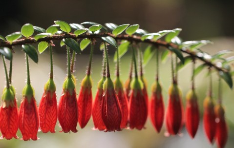 小孩一感冒先咳嗽（小孩先感冒咳嗽后发烧是什么原因）