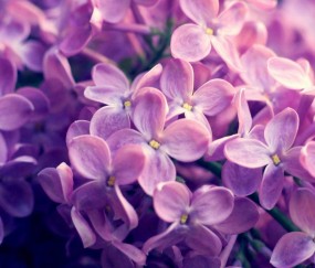 怀孕初期吃一个星期薏米好吗（怀孕初期吃了几粒薏米）