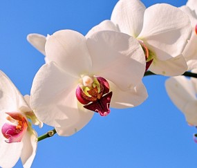 小孩感冒咳嗽能喝红糖水吗（小孩子感冒咳嗽可以喝红糖姜茶吗）