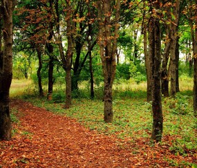 肥胖影响试管婴儿成功率吗