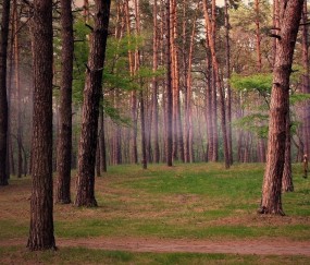 小孩尿发烧是怎么回事（小孩尿热怎么办）