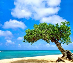 怀孕初期可以吃鱼漂吗（怀孕可以吃鱼吗早期）