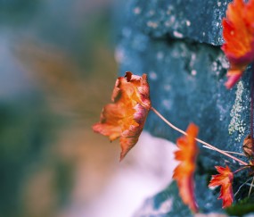 怀孕初期腹痛胸胀吗（怀孕初期肚子疼胸部胀痛像要来月经）