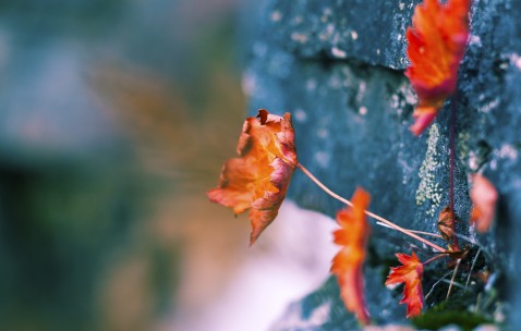 怀孕初期荨麻疹对胎儿（孕早期寻麻疹会致畸吗）