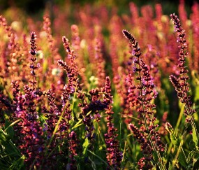 小孩感冒咳嗽嗓子哑吃什么（儿童感冒咳嗽嗓子哑吃什么药）