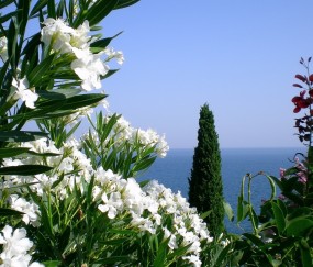 怀孕初期头疼无力气（怀孕初期头疼浑身没劲）