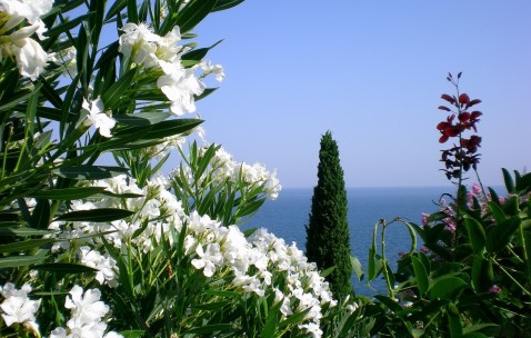 小孩感冒咳嗽清嗓子疼（小孩感冒咳嗽嗓子疼怎么办）